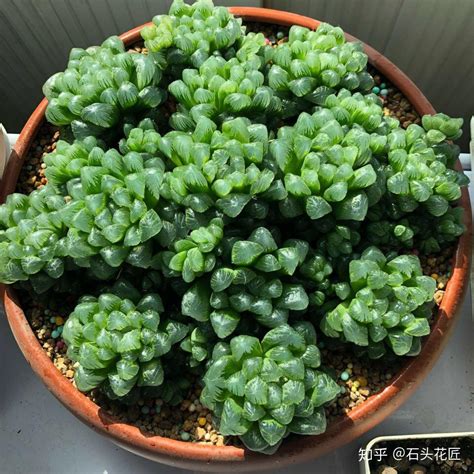 玉露多肉植物|养多肉“玉露”，教你“4个方法”，能变老桩、叶子晶莹剔透